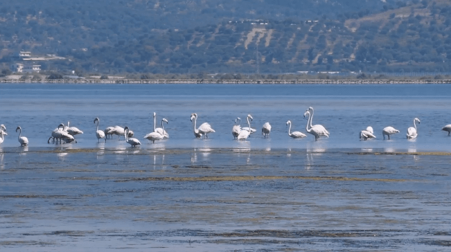 Flamingot lozonjarë, spektakël natyror në Zvërnec